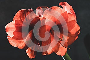 Still life of an amarillys