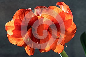 Still life of an amarillys