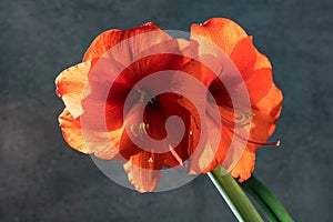 Still life of an amarillys