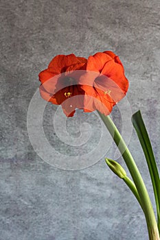 Still life of an amarillys