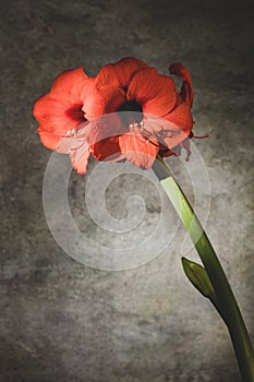 Still life of an amarillys