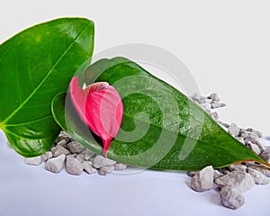 A still life with Anthurium, leaves and stones