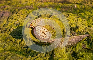 Still life antique rotten pocket watch and sea shell on green algae