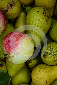 Still life of apples and pears