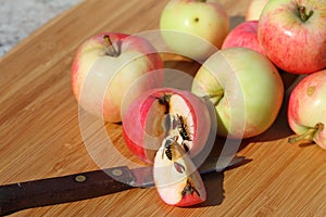 Still life: apples and wasps