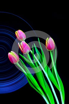 Still life arrangement with matte blue color plate and vibrant pink tulips against dark background
