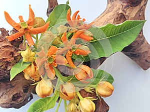 A still life with Asclepias flowers