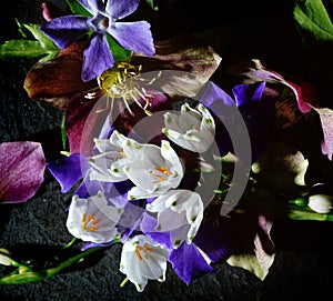 Still life assortment of Spring flowers including Leucojum and Helleborus, on black background