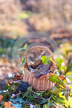 Still life with auricularia mushrooms and ivy in the basket, natural outdoor background