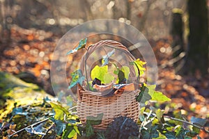 Still life with auricularia mushrooms and ivy in the basket, natural outdoor background