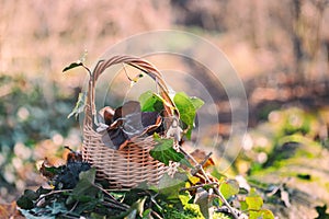 Still life with auricularia mushrooms and ivy in the basket, natural outdoor background