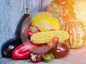 Still life of autumn vegetables: melon and watermelon, corn, eggplant, peppers, tomatoes
