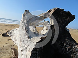 Still life on the beach dry trunk burned