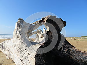 Still life on the beach dry trunk burned