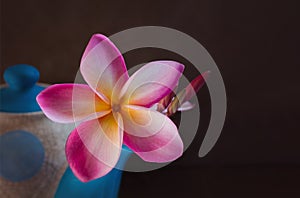 (still-life) Beautiful flower plumeria or frangipani in teapot