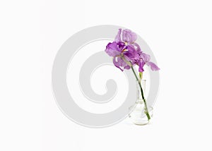 Still life with a beautiful fresh spring flower purple Iris in a glass vase bottle isolated on white background. Minimal