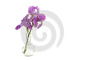 Still life with a beautiful fresh spring flower purple Iris in a glass vase bottle isolated on white background. Minimal