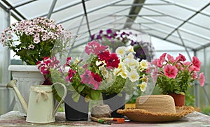Still life with beautiful petunia flowers in pots, watering can and straw hat in greenhouse
