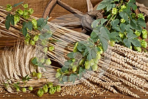 Still life with beer barley and hops