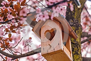 Birdhouse in the crown of a flowering fruit tree