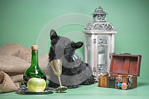 still life of a black scotch terrier puppy drinking from a metal glass on a green background