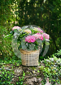 Still life with blooming pink, green hydrangea flower in a wicker basket in the cottage garden. Floristic concept