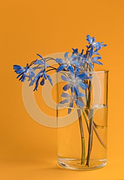 still life blue flower on orange background