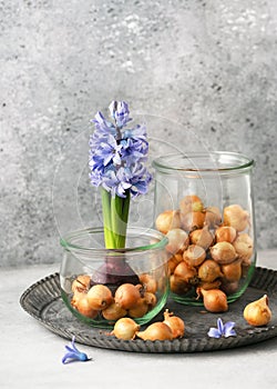 Still life with blue grape hyacinthine flowers and onion sets in the glass jars on a vintage metal tray.