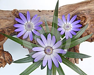 A still life with blue Pericallis Senetti flowers