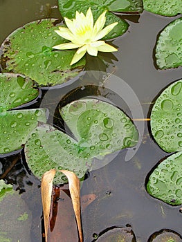 Still Life - Botanical Gardens - SÃ£o Paulo - Brasil