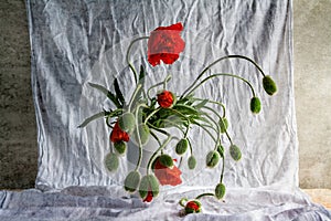 Still life bouquet poppies