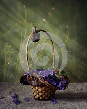 Still life with bouquet of viola flowers and funny snail