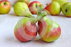 Still life - bright fruit on light fabric. Two unusual pear - cl