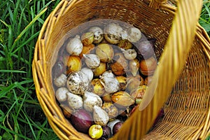 Still life of busket onion and garlic