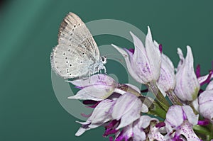 Still life with butterfly and Orchis Purpurea Huds