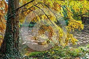 Still life and calm place near water at autumn with golden leafs in Bratislava park