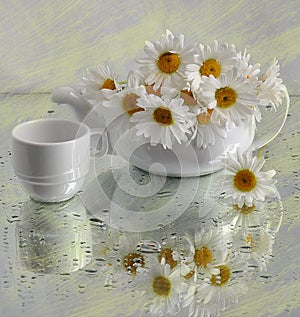 Still life with camomiles in a tea-pot