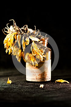 Still life composition with dried sun flower