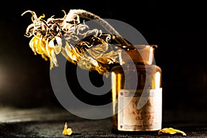 Still life composition with dried sun flower