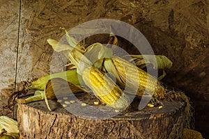 Still life with corn