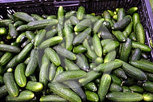 Still life with crop of many ripe green cucumbers inside black plastic box in the vegetable department store shop top view close u