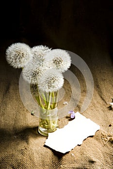 Still-life with Dandelions