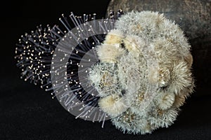 Still life with dandelions and dry stems