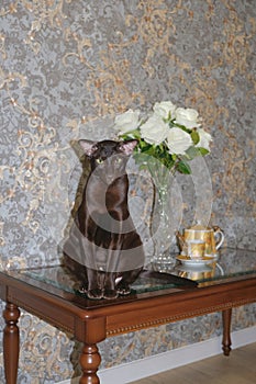 Still life details in home interior of living room. Young black cat of oriental breed on the table