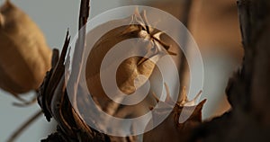 Still Life with Dried Botanicals in Warm Light.