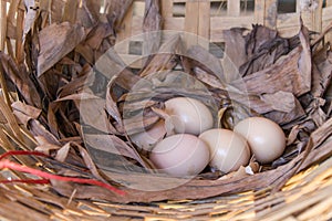 Still life eggs in the nest.