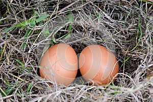 Still life eggs, two eggs in the nest of dry grass.
