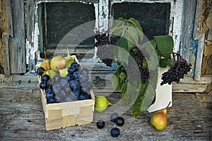 Still life with elderberry, pears and plums