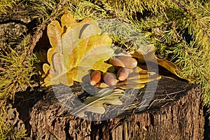 Still life with few brown acorns, bright oak leaves and fir branches on old stump
