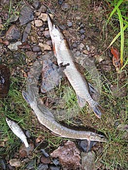 Still life with fish, pike and a small Chub.